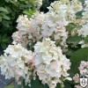 Hydrangea paniculata 'Baby Lace' - Aedhortensia 'Baby Lace' C1/1L